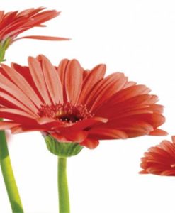 candlecover Red Flower