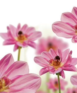 Alternative view of Candlecover Bees