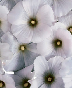 candlecover 86 witte bloemen