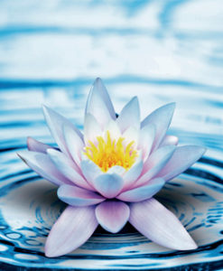 Alternative view of Candlecover Lilly