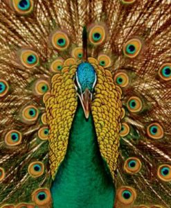 Candlecover met pauw