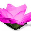 Waterlelie waterlantaarn roze