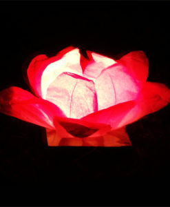 roze waterlantaarn waterlelie